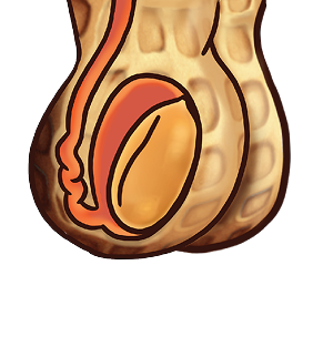 Testicle diagram