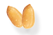 Two unshelled peanuts