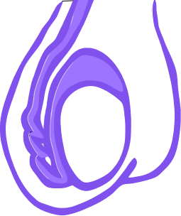 Testicle diagram